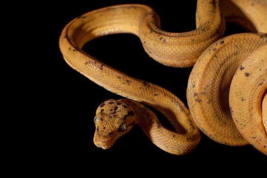 Red Amazon tree boa, corallus hortulanus, isolated on black background