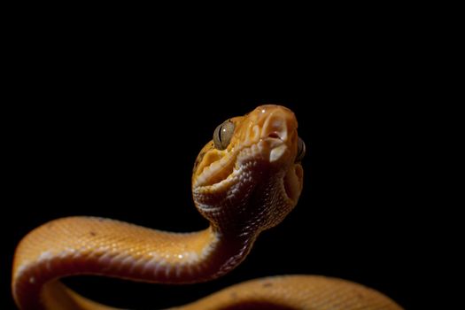 Red Amazon tree boa, corallus hortulanus, isolated on black background