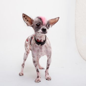 Punk style peruvian hairless and chihuahua mix dog with tattoo and piercing isolated on white