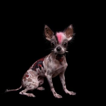 Punk style peruvian hairless and chihuahua mix dog with tattoo, isolated on black