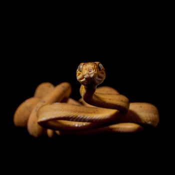 Red Amazon tree boa, corallus hortulanus, isolated on black background