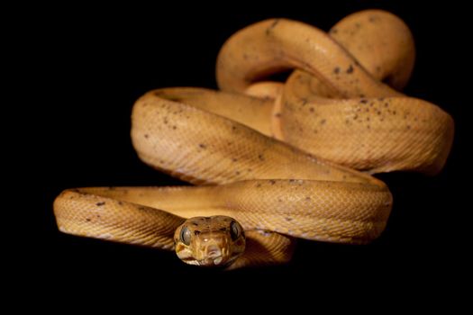 Red Amazon tree boa, corallus hortulanus, isolated on black background