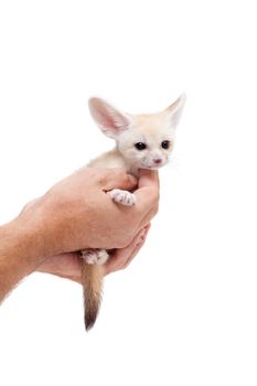 Pretty Fennec fox, Vulpes or Fennecus zerda cub on white background