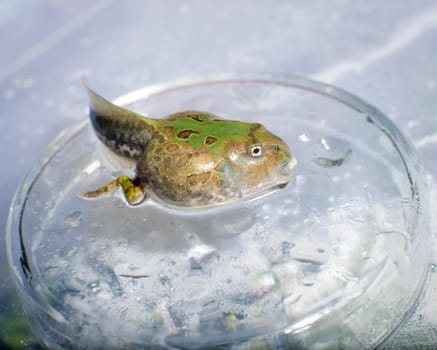 The Brazilian horned frog tadpole, Ceratophrys aurita