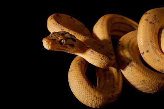 Red Amazon tree boa, corallus hortulanus, isolated on black background