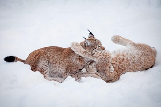 Beautiful Eurasian bobcat, lynx lynx, in winter field