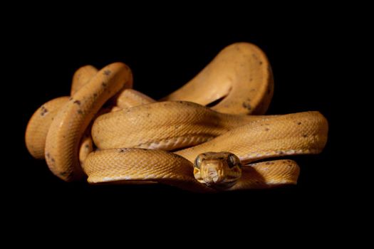 Red Amazon tree boa, corallus hortulanus, isolated on black background