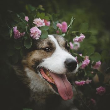 Mixed breed dog sitting in a garden with roses