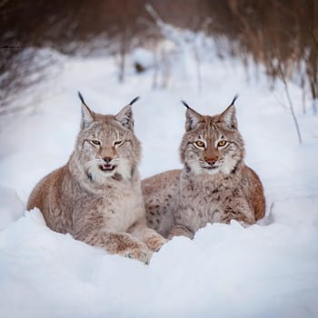 Beautiful Eurasian bobcat, lynx lynx, in winter field