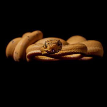 Red Amazon tree boa, corallus hortulanus, isolated on black background