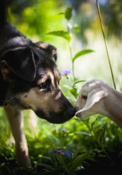 Black Dog with cute white goatling in a garden