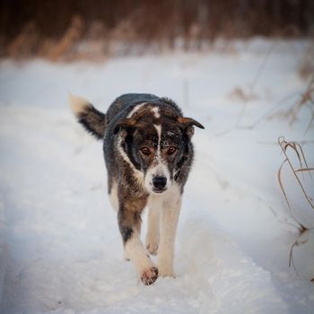 Mixed breed dog portrait in the winter field