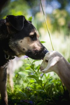 Black Dog with cute white goatling in a garden