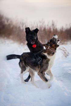 Two dogs mixbreed and purebreed playing in the winter field