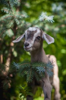 Cute young grey goatling standing in a garden