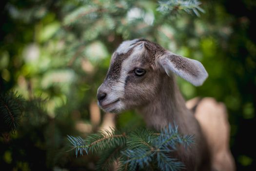 Cute young grey goatling standing in a garden