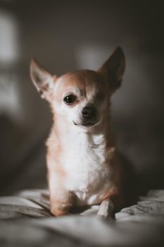 Pretty Eyeless Chihuahua dog, 12 years old on a bed