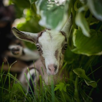 Cute young grey goatling standing in a garden