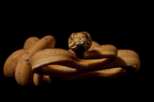 Red Amazon tree boa, corallus hortulanus, isolated on black background