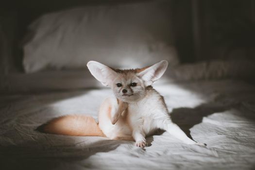 Pretty Fennec fox cub on brown backgorund with flowers