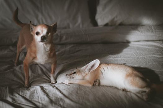 Pretty Fennec fox cub with eyeless chuhuahua dog