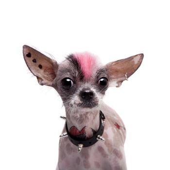 Punk style peruvian hairless and chihuahua mix dog with tattoo and piercing isolated on white