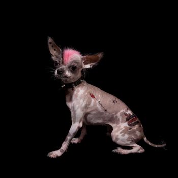 Punk style peruvian hairless and chihuahua mix dog with tattoo, isolated on black