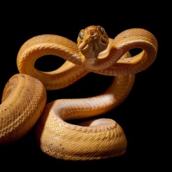 Red Amazon tree boa, corallus hortulanus, isolated on black background