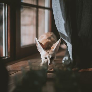 Pretty Fennec fox cub on brown backgorund with flowers