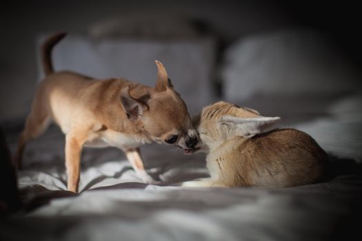 Pretty Fennec fox cub with eyeless chuhuahua dog