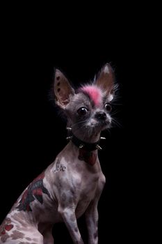 Punk style peruvian hairless and chihuahua mix dog with tattoo, isolated on black