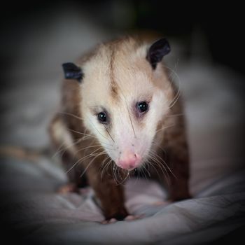 The Virginia or North American opossum, Didelphis virginiana, on a bed