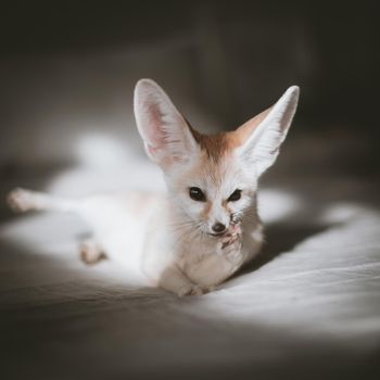 Pretty Fennec fox cub on brown backgorund with flowers