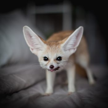 Pretty Fennec fox cub eats meat on a bed