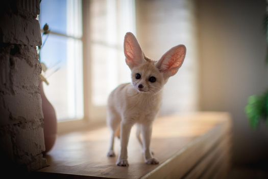 Pretty Fennec fox cub on brown backgorund with flowers