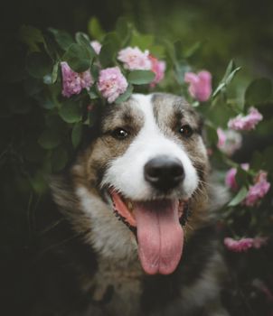 Mixed breed dog sitting in a garden with roses