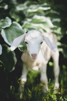 Cute young white goatling standing in a garden