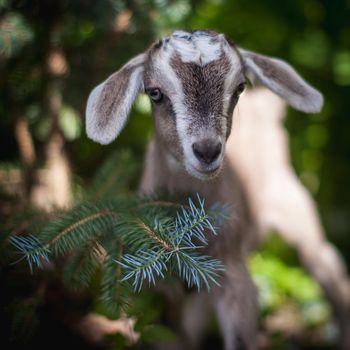 Cute young grey goatling standing in a garden