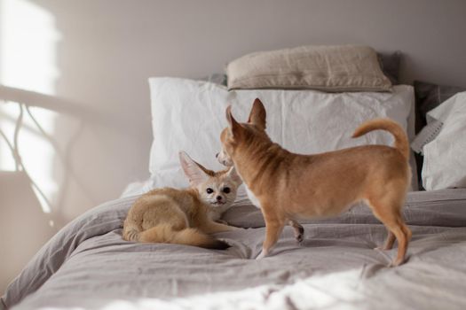 Pretty Fennec fox cub with eyeless chuhuahua dog