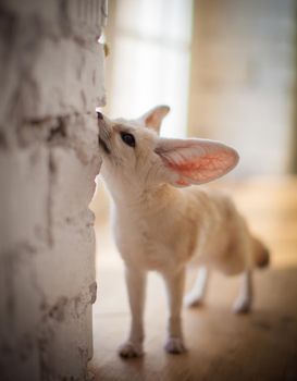 Pretty Fennec fox cub on brown backgorund with flowers