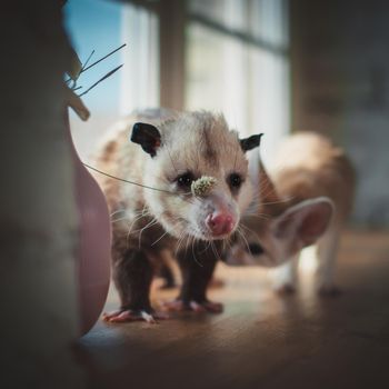 The Virginia or North American opossum, Didelphis virginiana, on window