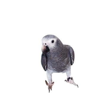 African Grey Parrot, Psittacus erithacus timneh, isolated on white background