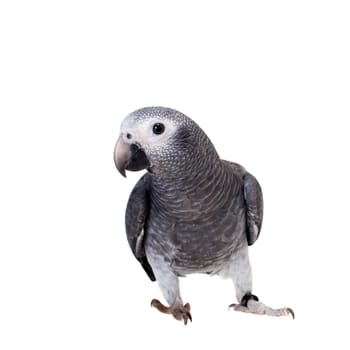 African Grey Parrot, Psittacus erithacus timneh, isolated on white background