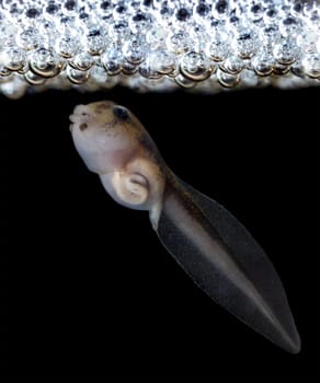 The Brazilian horned frog tadpole, Ceratophrys aurita