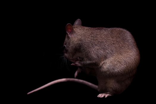 Gambian pouched rat, Cricetomys gambianus, isolated on black background