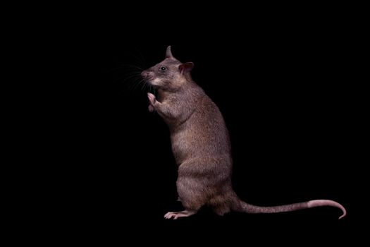 Gambian pouched rat, Cricetomys gambianus, isolated on black background