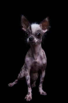 Peruvian hairless and chihuahua mix dog isolated on black background