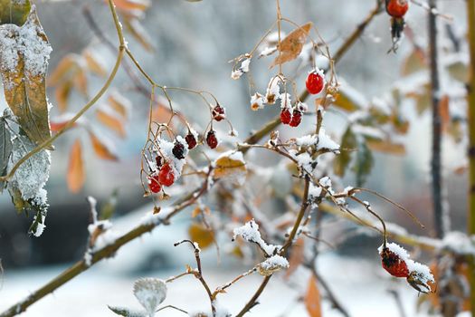 Closeup red frozen berries on faded bushes with first snow, snowy landscape, natural wintry atmospheric background, winter season onset concept