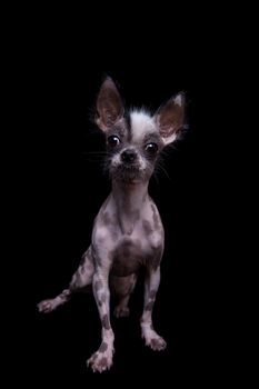 Peruvian hairless and chihuahua mix dog isolated on black background