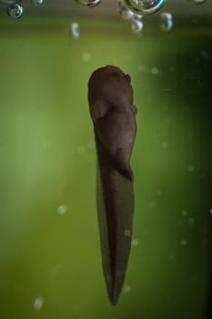 The Brazilian horned frog tadpole, Ceratophrys aurita